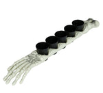 Skeleton Arm 50cm with 5 Shot Glasses