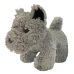 Toy Small Terrier Dog